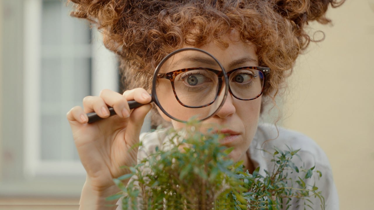 Vorschaubild von Bonsai