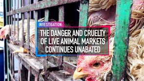 THE DANGER AND CRUELTY OF LIVE ANIMAL MARKETS CONTINUES UNABATED