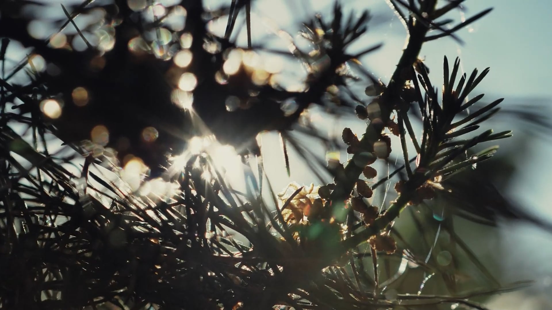 Film Chevalier Paysage - Director's cut