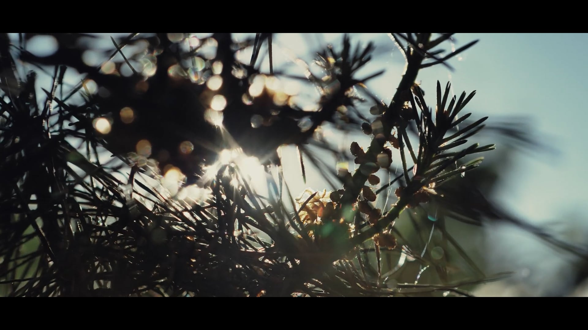 Film Chevalier Paysage - Director's cut