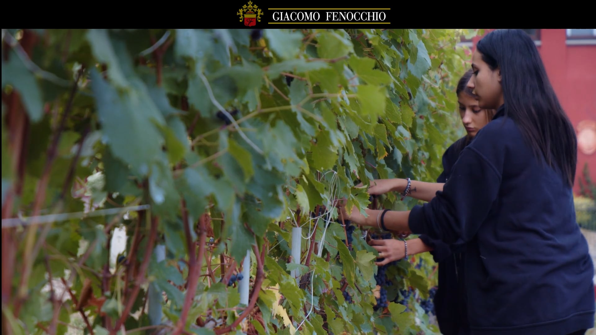 Vendemmia 2021 Harvest