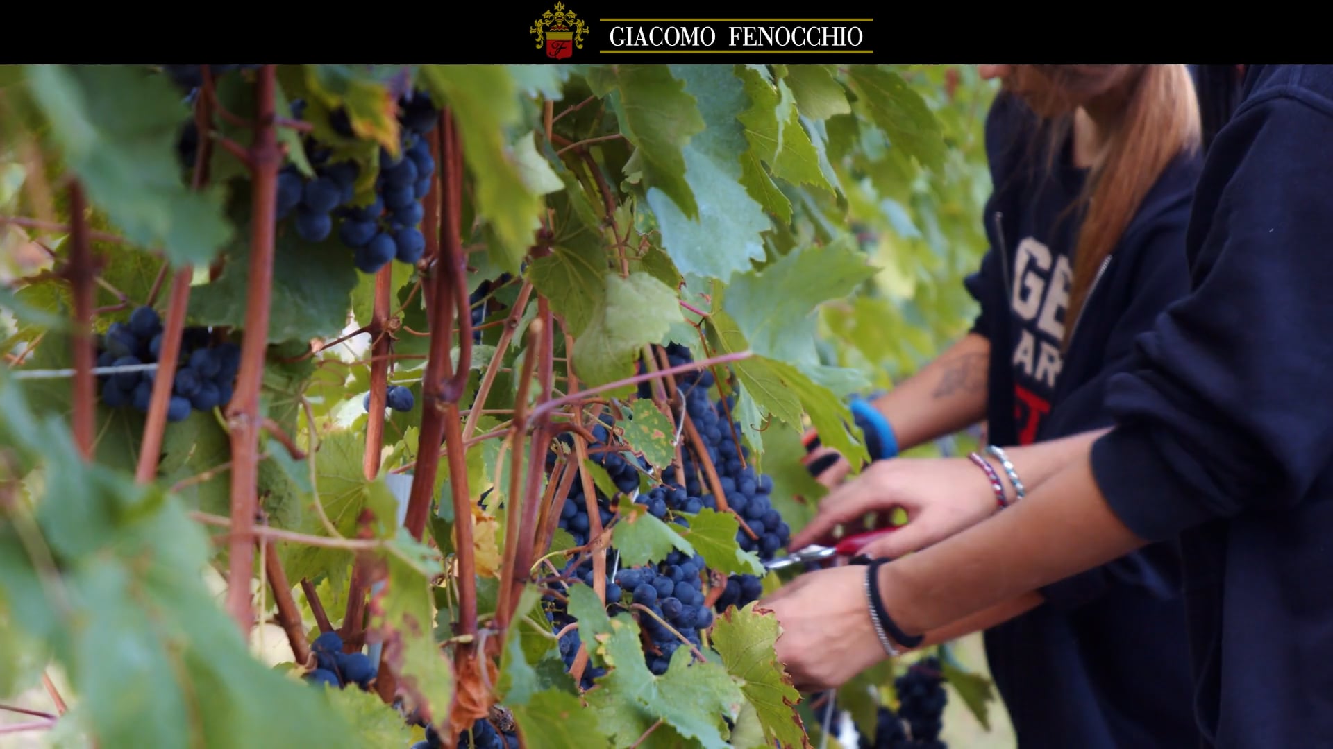 Vendemmia 2021 Harvest