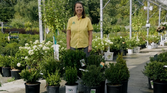 Boxwood | Grow for Deer Resistance & Evergreen Color