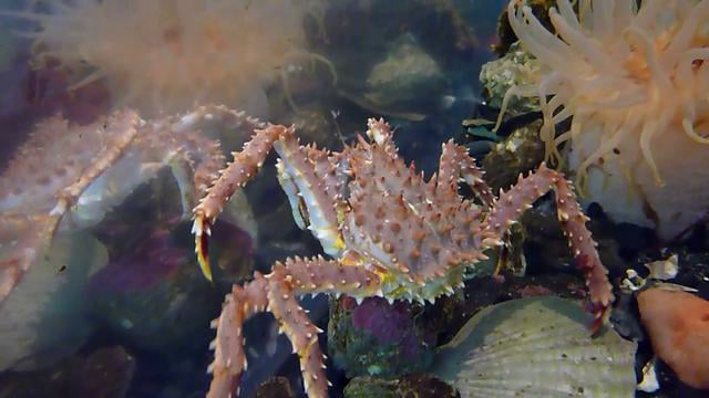 King Crab