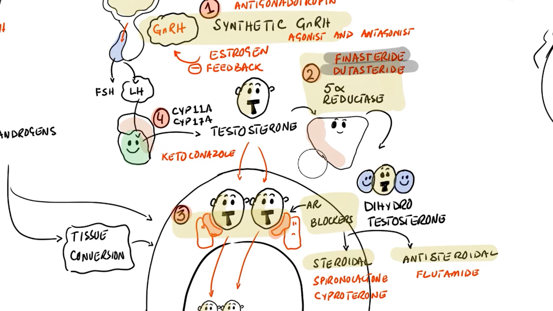 Antiandrogens - A High-Level Overview (Lecture 3)