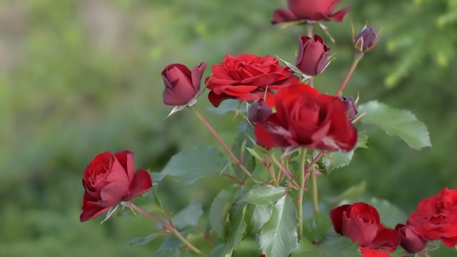 200 Video Klip Hd 4k Rose Mawar Gratis Pixabay