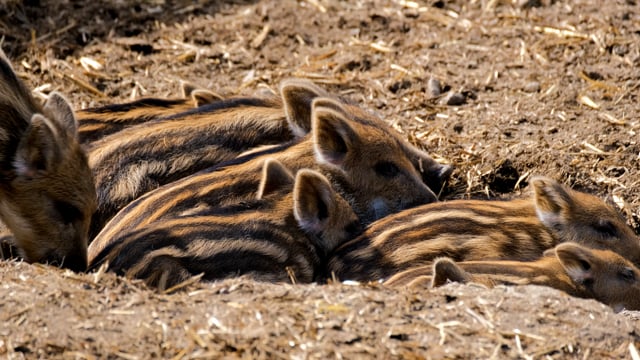 10+ Free Wild Boar & Pig Videos, HD & 4K Clips - Pixabay