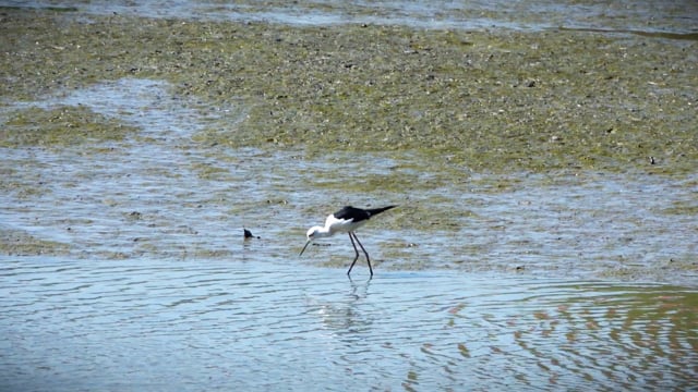 Bird, Flying Birds, Camera Focus. Free Stock Video - Pixabay