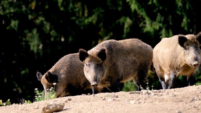 10+ Free Wild Boar & Pig Videos, HD & 4K Clips - Pixabay 10+ Free Wild Boar & Pig Videos, HD & 4K Clips - Pixabay