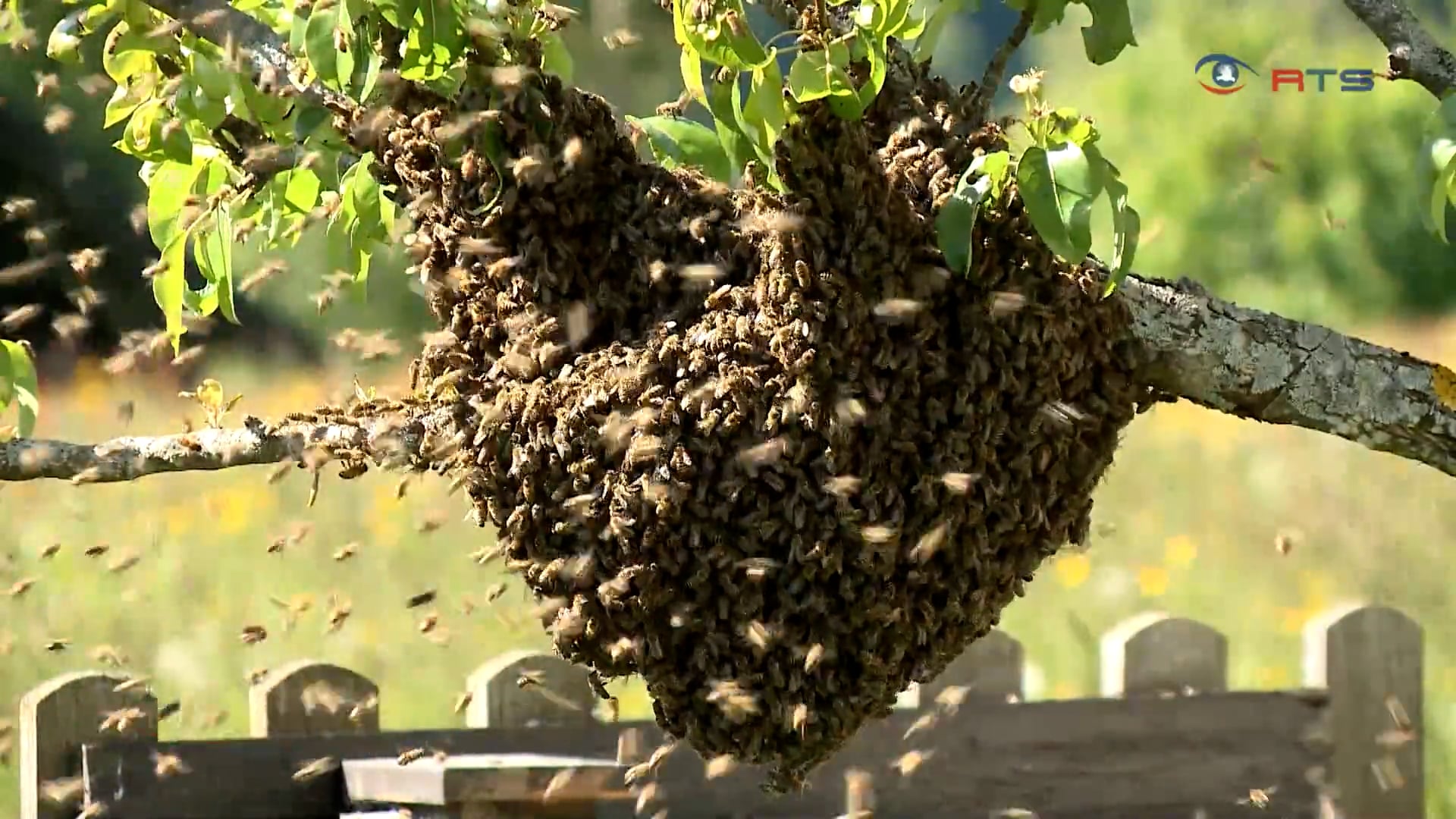 bienenbelegstation-muehlbachtal-spezialisiert-auf-die-zucht-von-koeniginnen