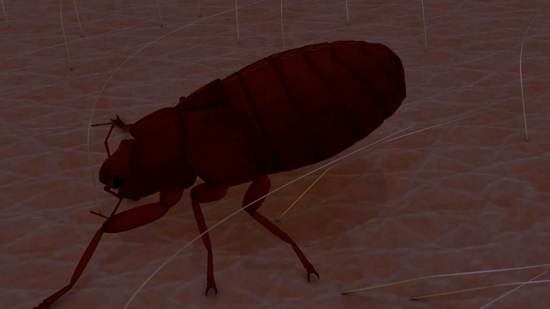 What Do Bed Bugs Eat And Why Are They Bad In Your Home? on Vimeo