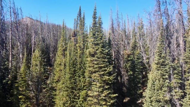 Walking the Pine Line