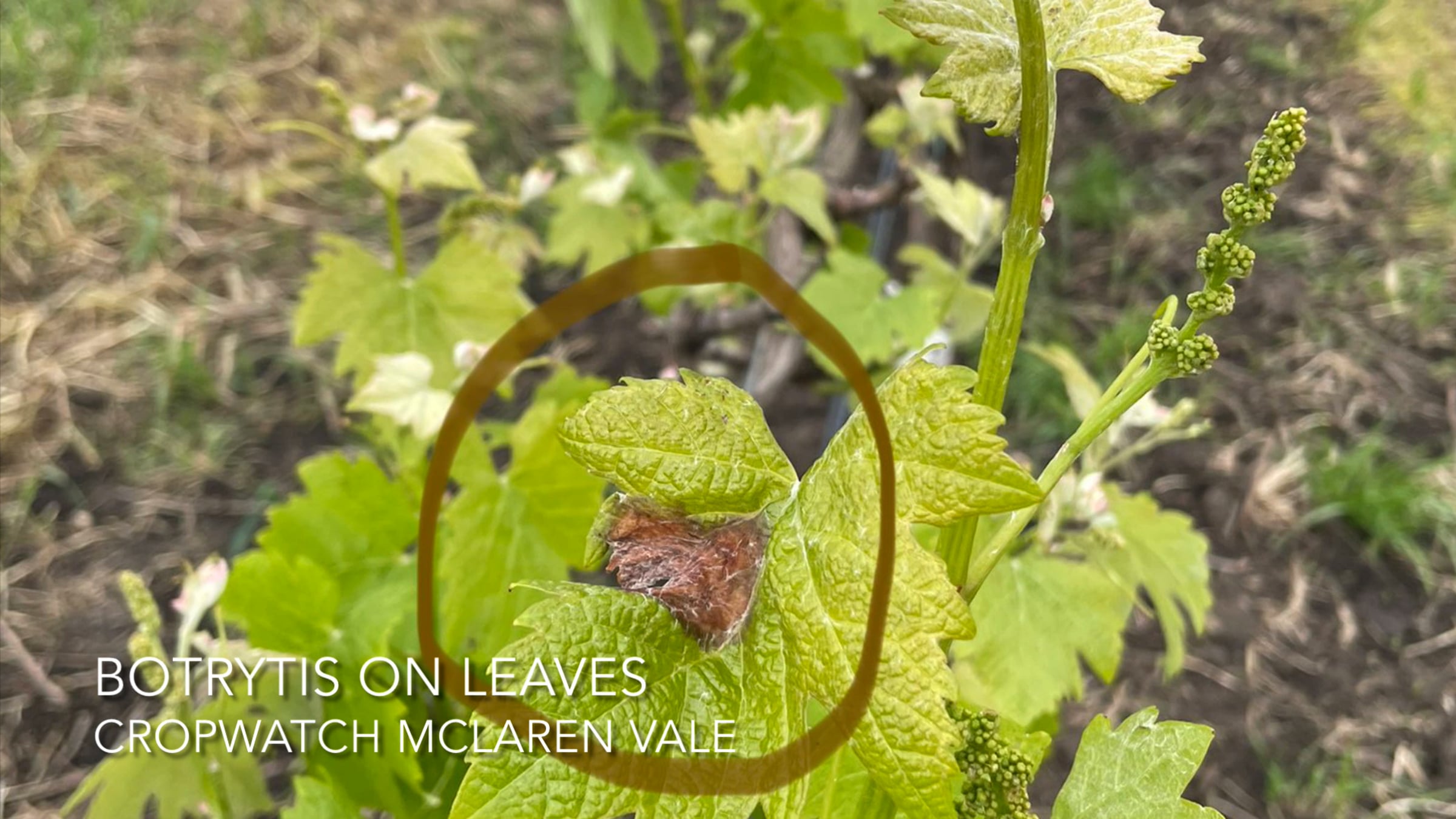 CropWatch McLaren Vale Leaf Botrytis ID video