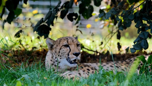 100以上の無料捕食者 動物動画 Hd 4kクリップ Pixabay