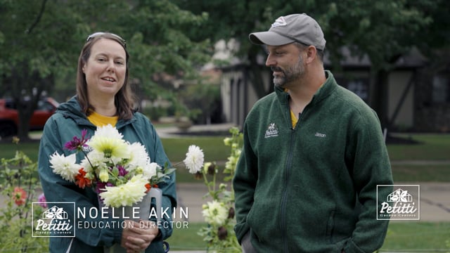 Summer-Blooming Bulbs Part 2: How to Cut Dahlia Blooms