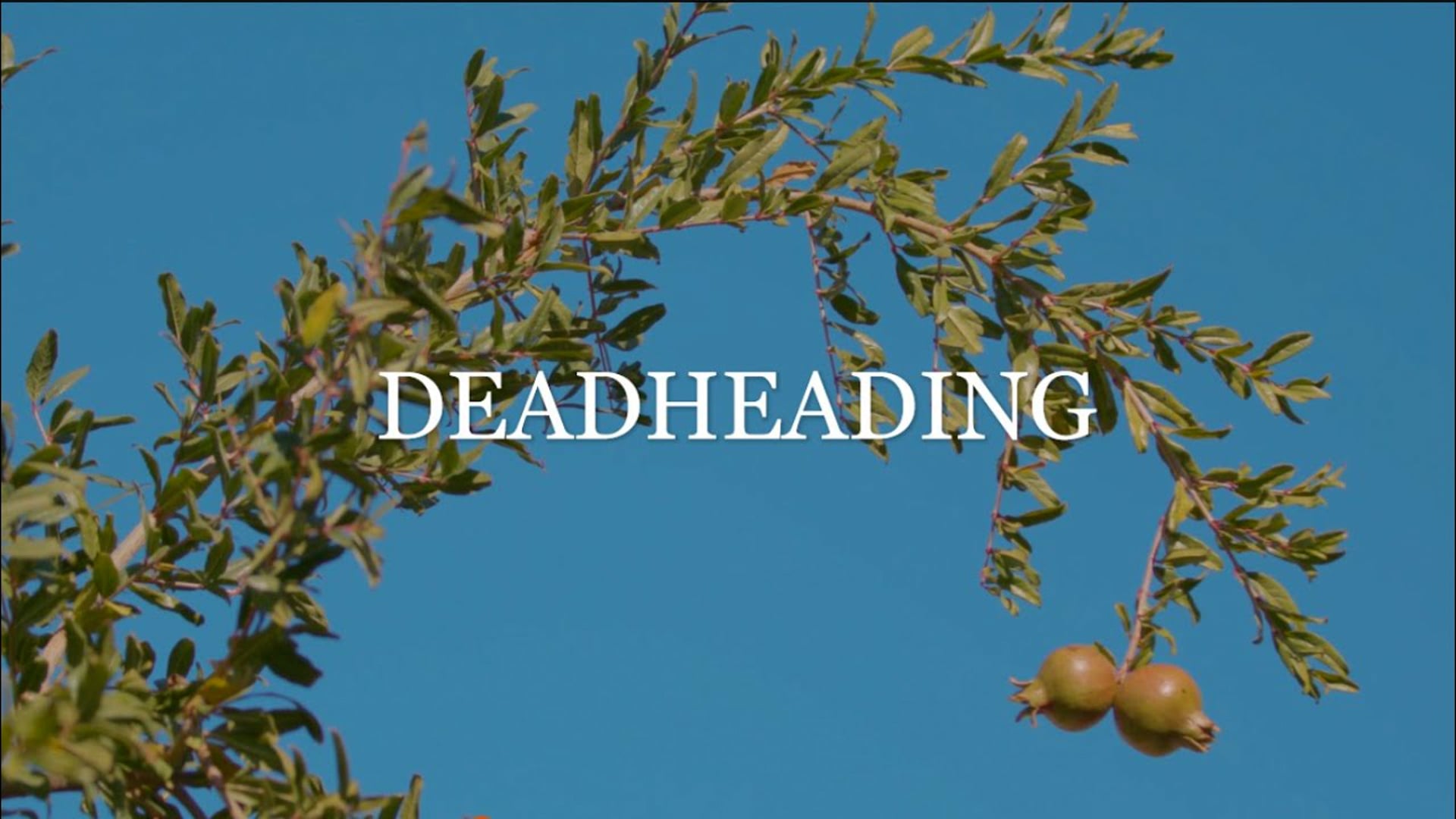 Deadheading (2020)