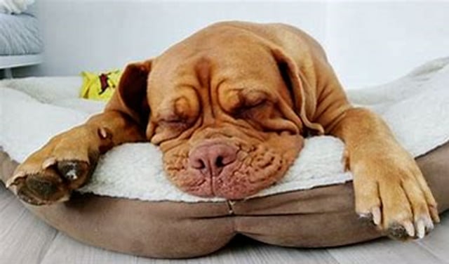 The Most Essential Skill you can Train