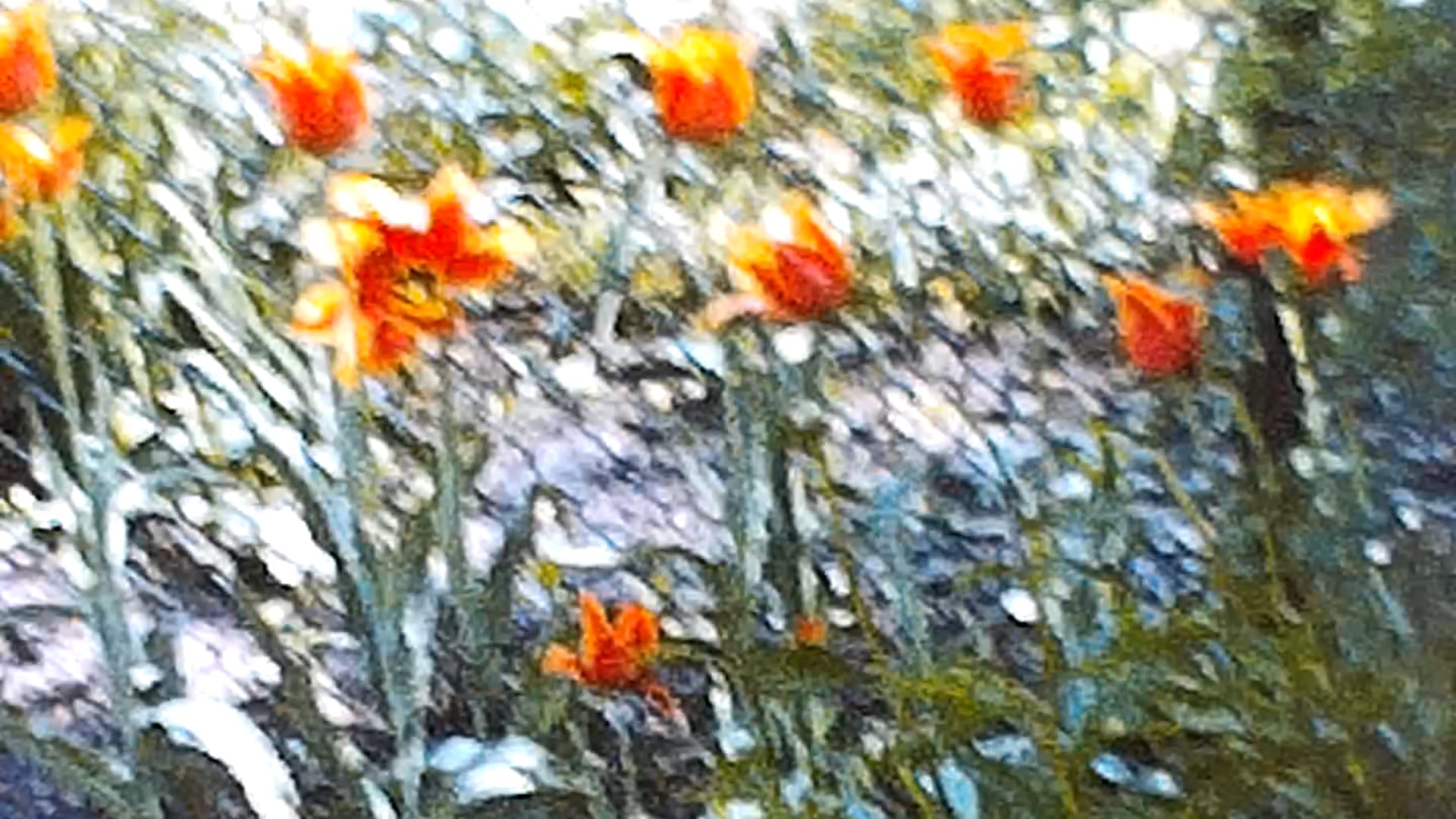 1960's Early - Florida, AZ, DC, Normans