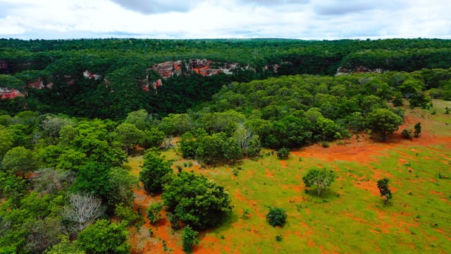 Vale Arvores Floresta - Free video on Pixabay - Pixabay