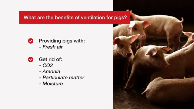 Pig segment - Vostermans