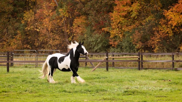 Brugger the Gypsy Vanner