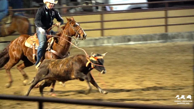 What are the animal welfare issues with calf roping in rodeos? – RSPCA  Knowledgebase