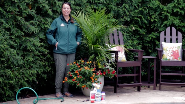 How to Bring Tropical Plants Indoors for Winter