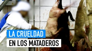 El maltrato animal en los mataderos | Campaña de Igualdad Animal