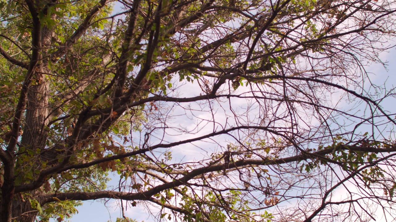 Z-Cam S6 ZRAW Test - Assimilate + Resolve