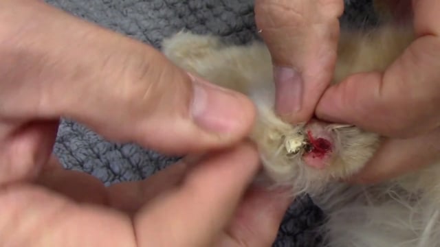 Thick Old Cat Nails?