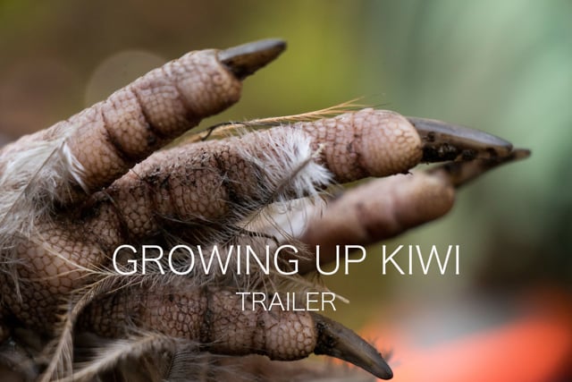 Growing Up Kiwi (2020) || TRAILER