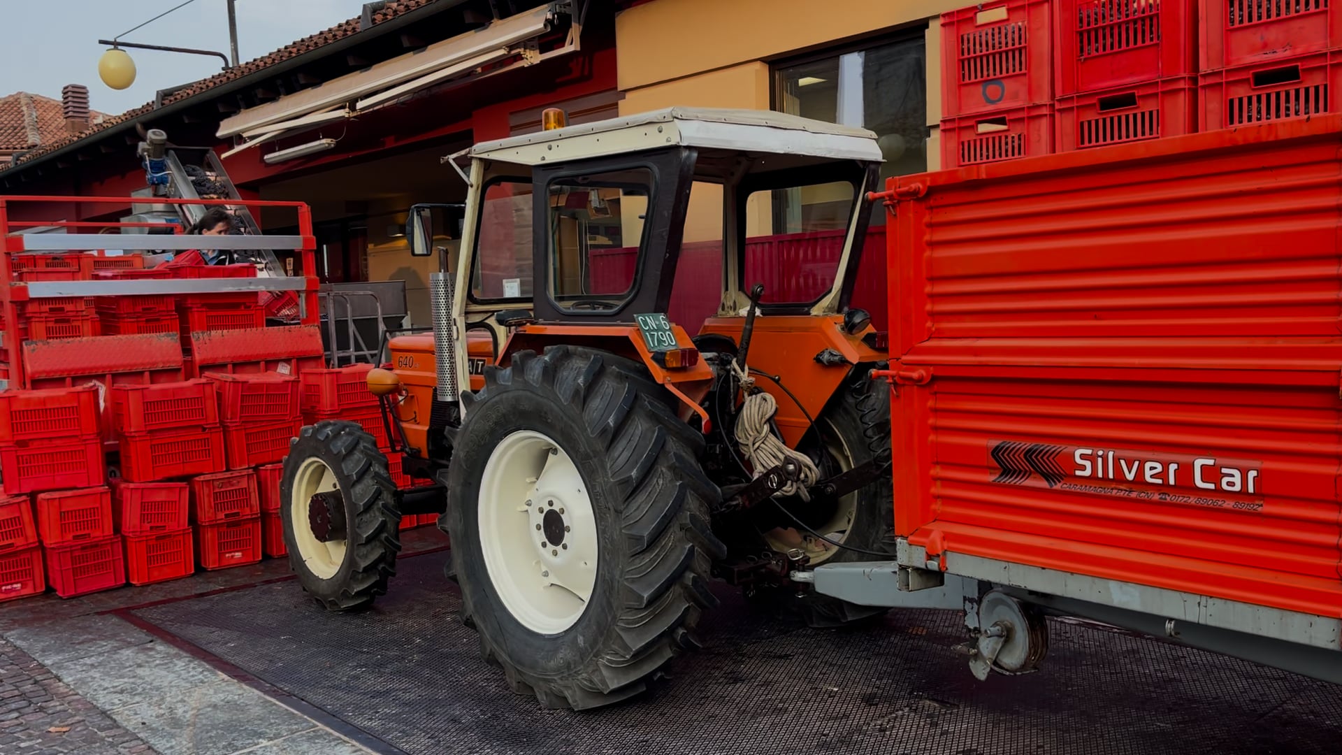 Harvest at the Produttori Del Barbaresco in Barbaresco Piedmont