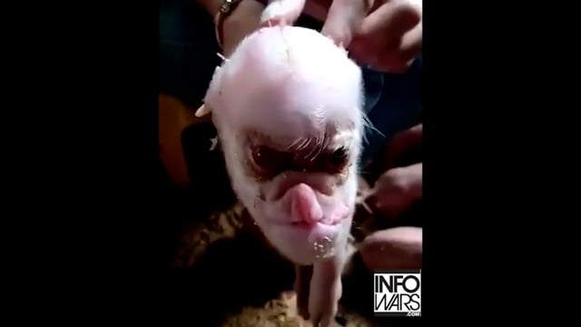 New DNA Manipulation - Real Creature
