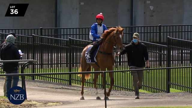Lot 36