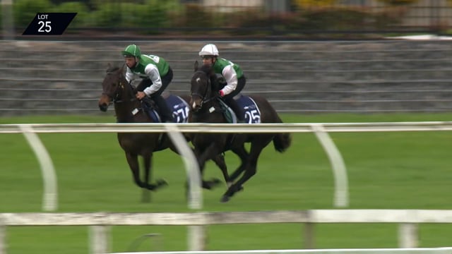 Lot 25