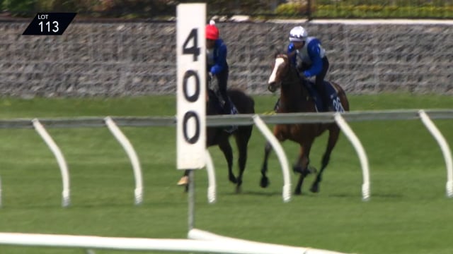 Lot 113