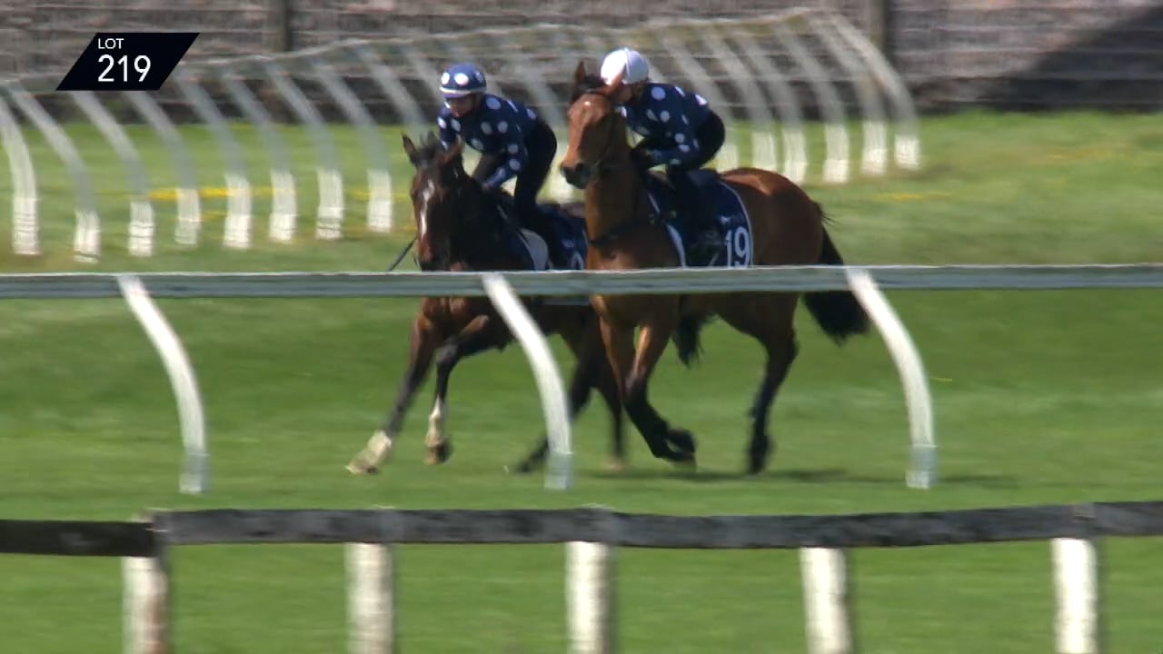 Single Warrior Ready to Run Sale New Zealand Bloodstock Thoroughbred Auction House