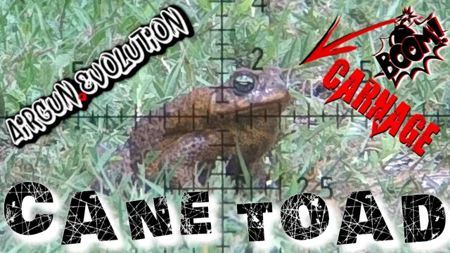 POISONOUS Cane Toads  DEADLY Pest Control - Airgun101