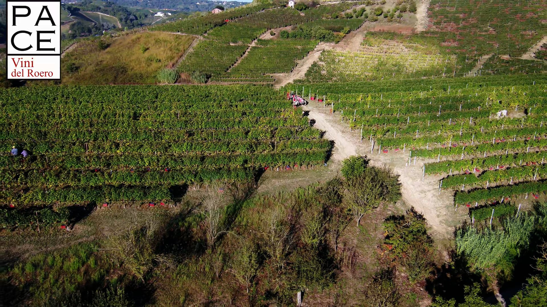 CICLO PRODUTTIVO | Vendemmia Nebbiolo 2021 | Ep. 3 | Productive cycle