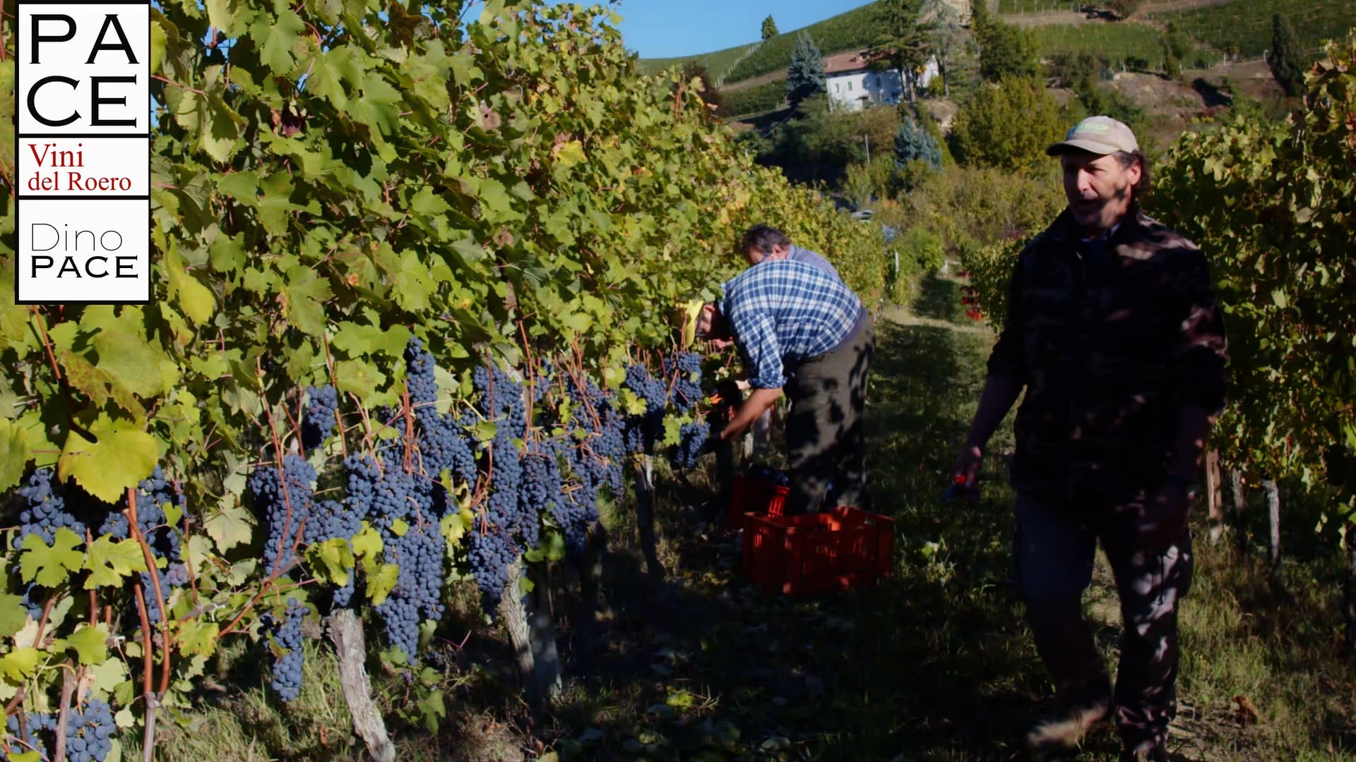 CICLO PRODUTTIVO | Nebbiolo 2021 | Productive cycle