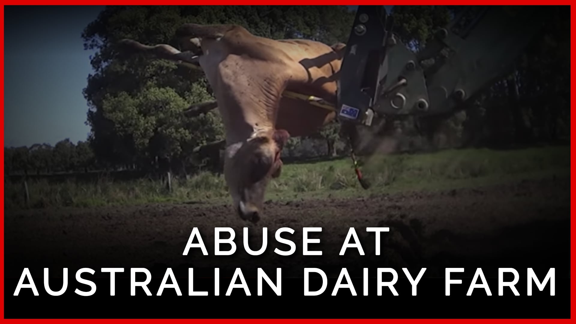 Calves Killed With Hammers on Australian Dairy Farm