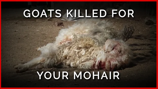 Prada, Gucci buy cashmere from farms that abuse goats: PETA