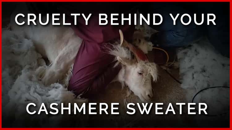 What is cashmere, is the wool cruel to animals and why is it so