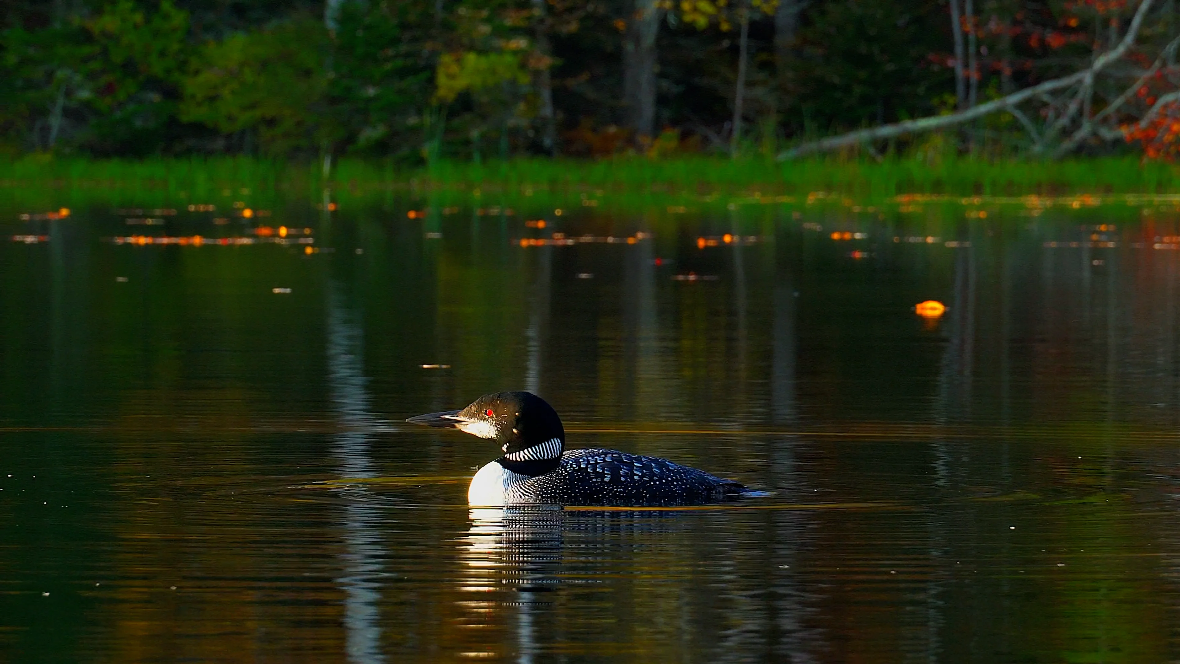 Kayaking - Sunrise with Loon! on Vimeo