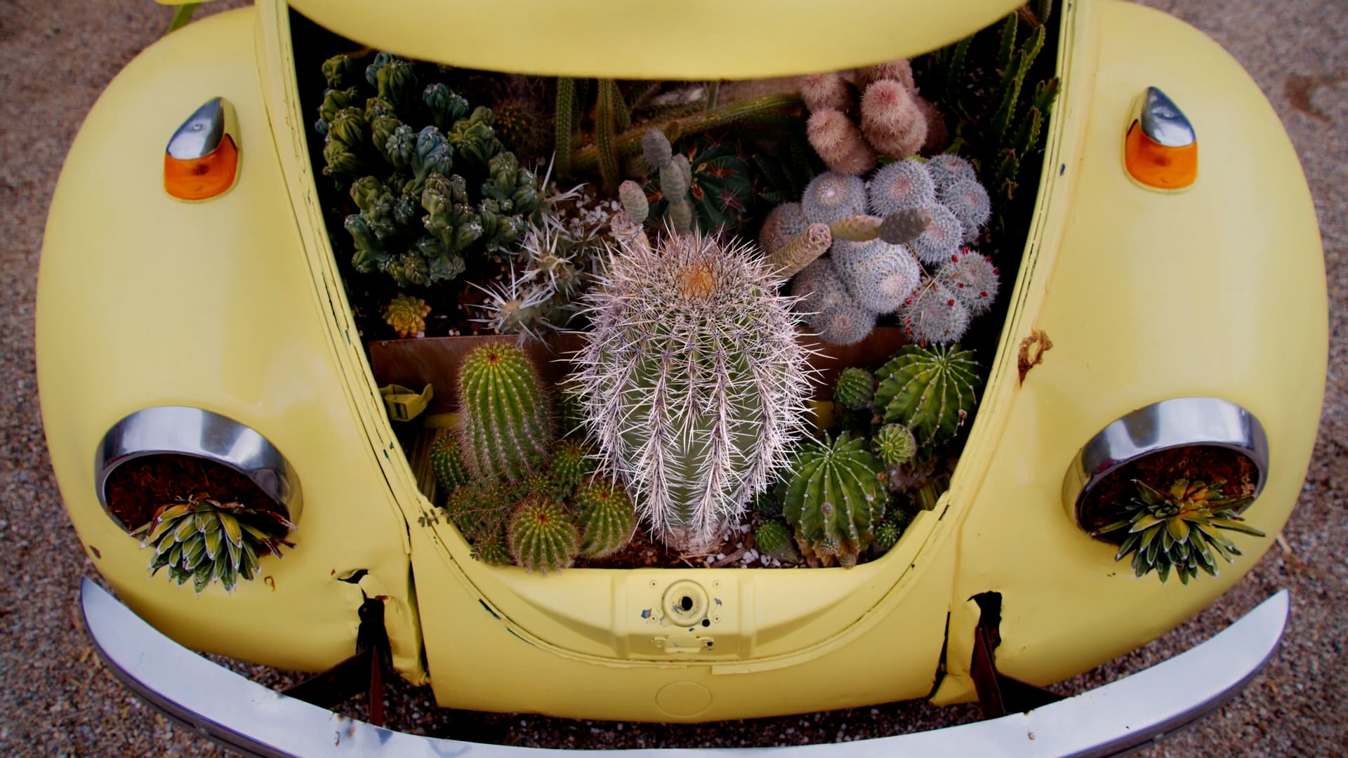 Tucson Botanical Gardens: PlantPop