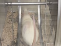 Newswise: Exercise Advantages of Estrogen in Rodent Studies