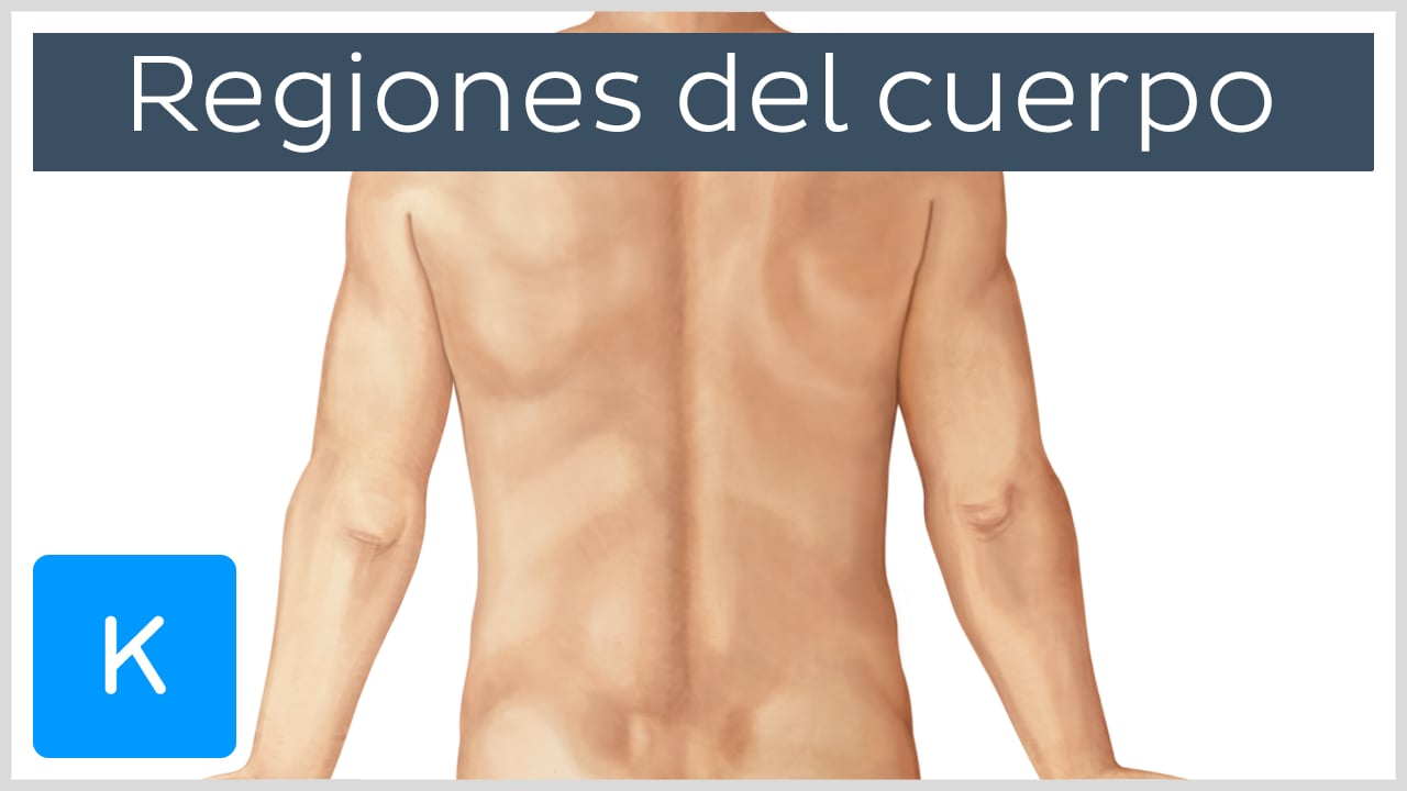 Humillar borde Barrio bajo Anatomía humana: Definición y visión general de órganos | Kenhub