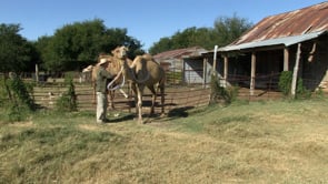 Camel Feature at Texas Camel Corps