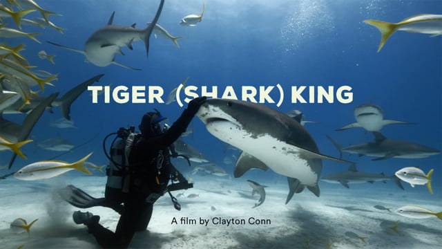 Tiger (Shark) King