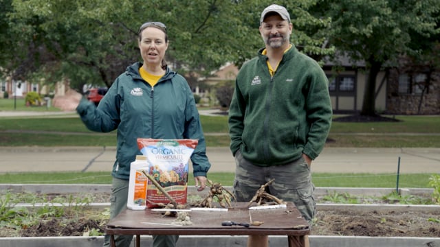 Summer-Blooming Bulbs Part 3: Digging and Storing Dahlia Tubers